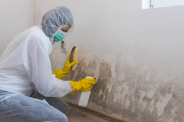 Trusted Westmont, NJ Mold Remediation Experts