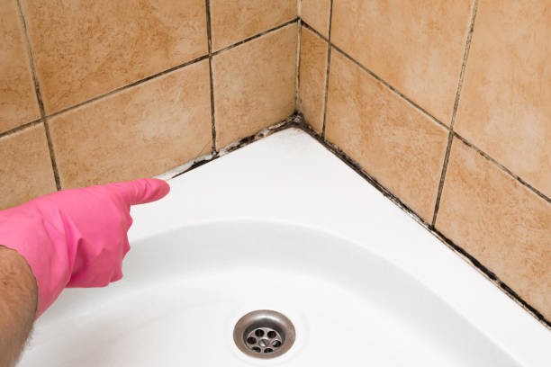 Best Post-Flood Mold Remediation in Westmont, NJ